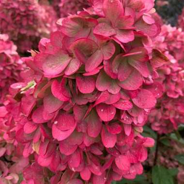 image (4)